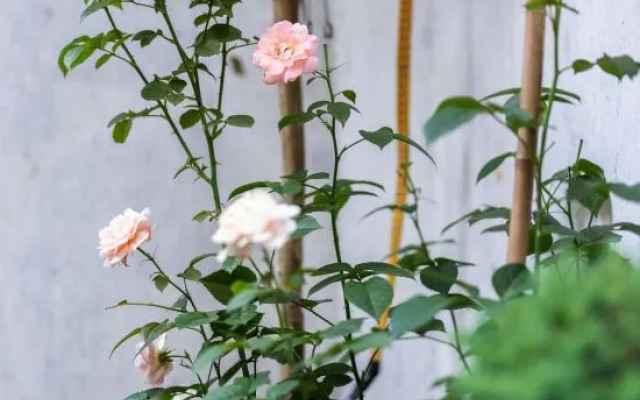 Yongyuanju Boutique Hostel