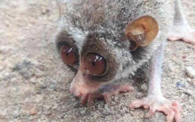 Rainforest River Edge