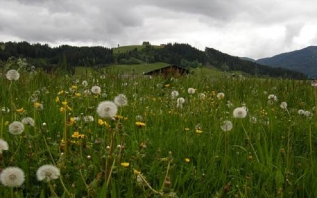 Palfengut