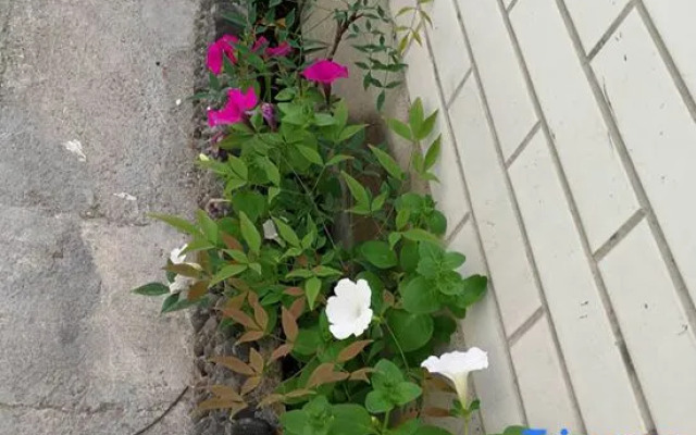 Tiantai Fragrance Homestay