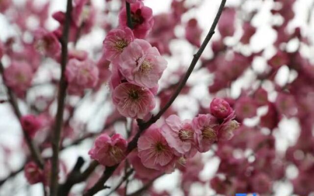 Suzhou Seagull Huxin Island Resort