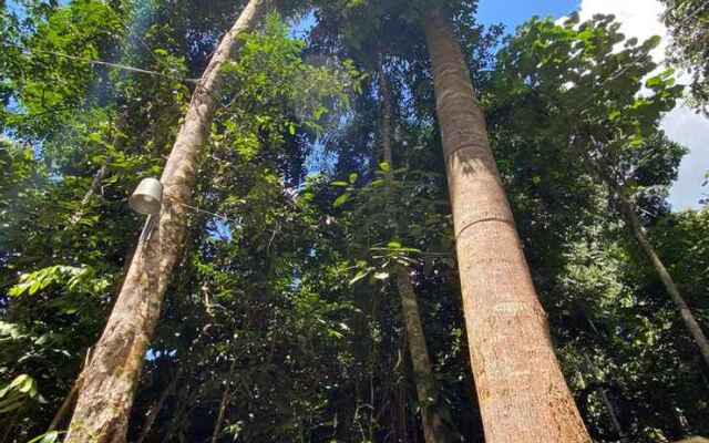 Gibbon Retreat Bentong