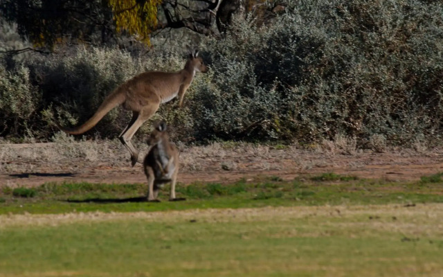 Renmark Resort