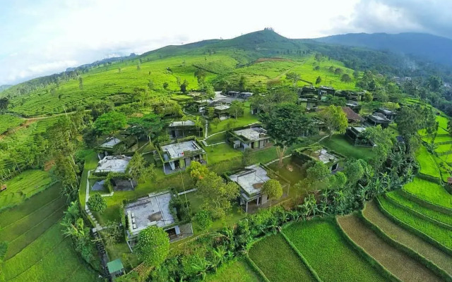 Tea Garden Resort