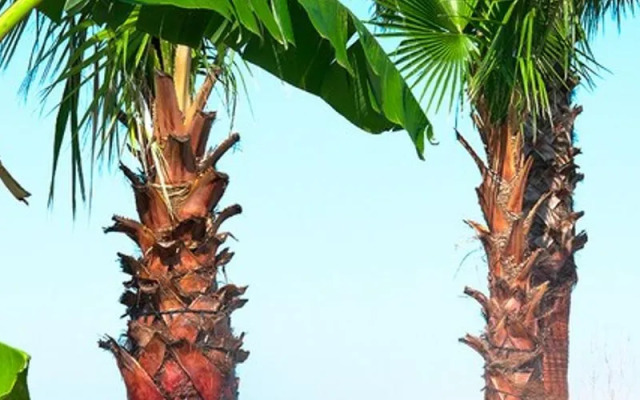 Sapanca Sunset Villas