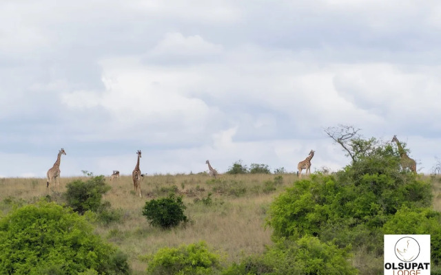 Olsupat Lodge Kenya