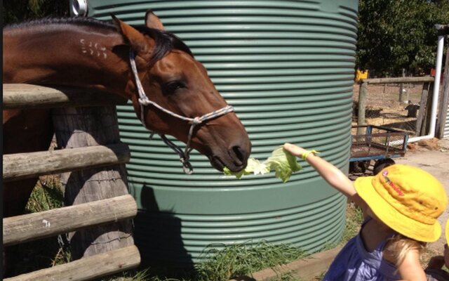 Sunflowers Animal Farm and Farmstay Guest House