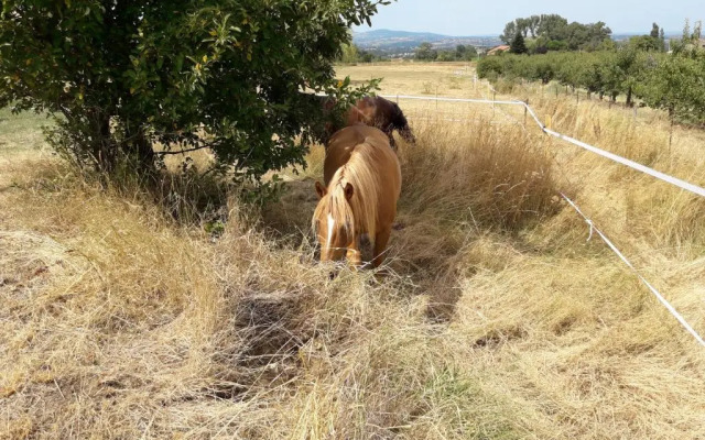 Ferme de la Combe - The Goldy's Farm