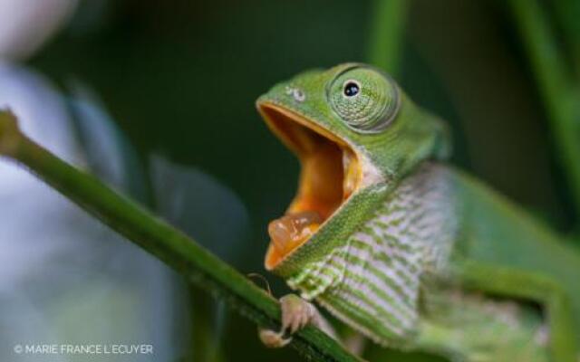 Swahili Divers & Gecko Nature Lodge