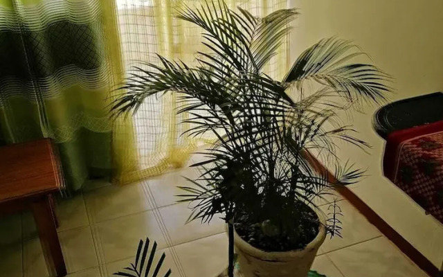Room in Apartment - Roommate for Rent in Flic en Flac