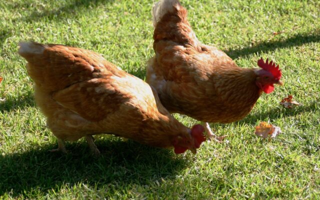 Frieden-Hof Guest Accommodation