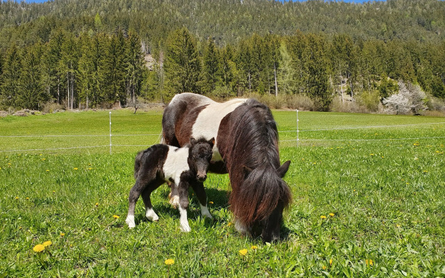 Ferienhof Obergasser & Pension Bergblick