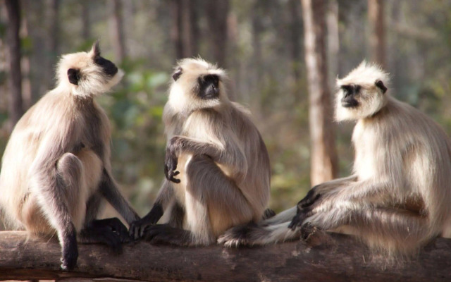 Pench Jungle Camp