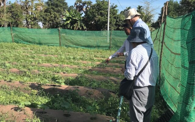 Madam Sokha Homesteading