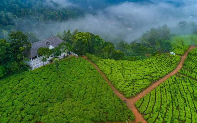 Tea Harvester Munnar