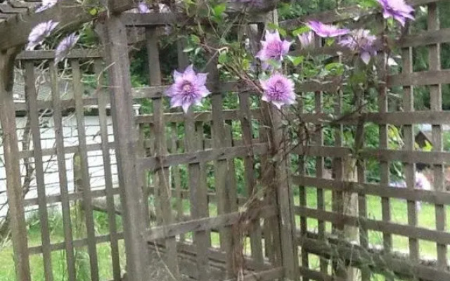 Wisteria Honeymoon Cottage - Suite of Angels