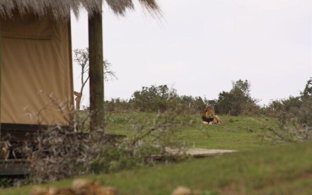 Gorah Elephant Camp