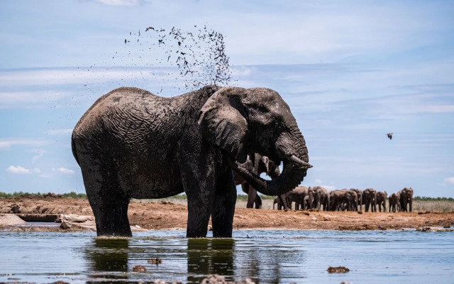 Etosha King Nehale
