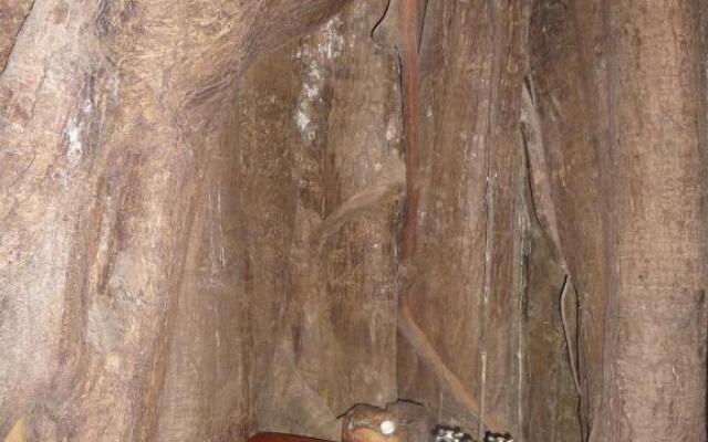 Topos Tree House