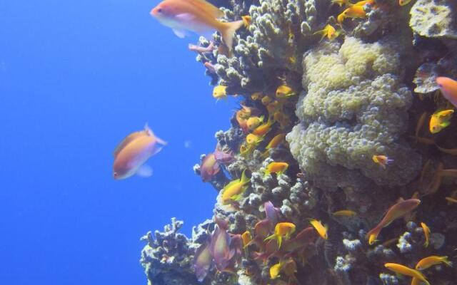 Red Sea Dive Center - Hotel & Dive Center