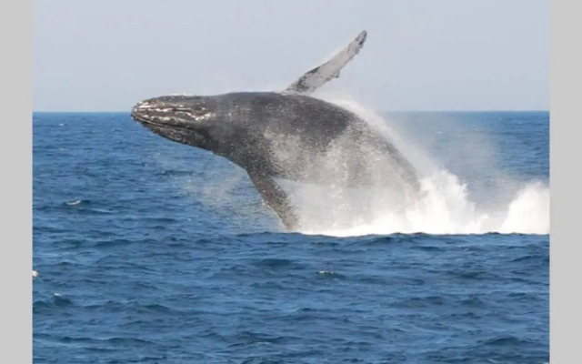 Dolphin View Self Catering