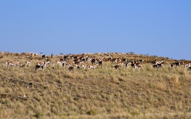 Corona Guest Farm