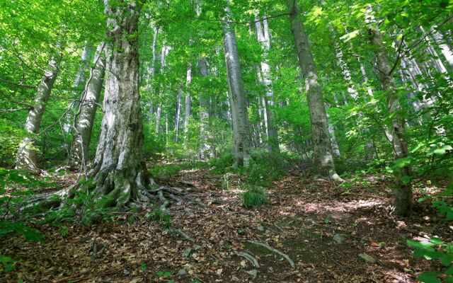 Rural Homestead Trenkovo