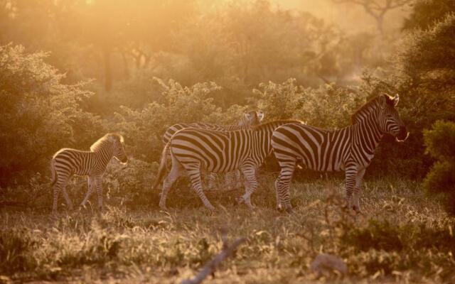 Ivory Wilderness River Rock Lodge