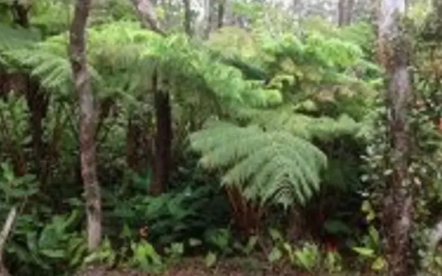 Hale Paani