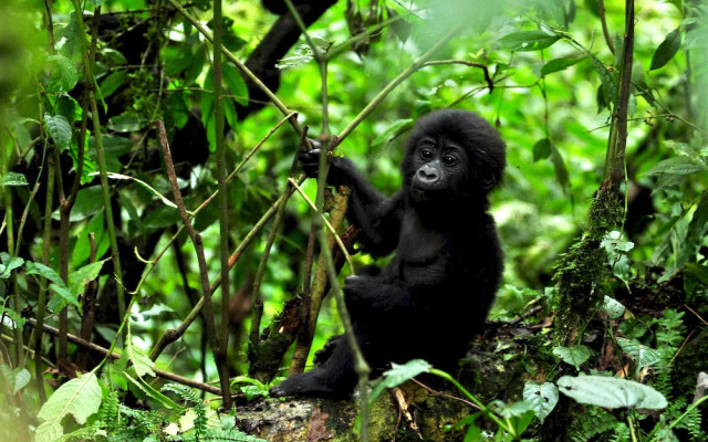 Sanctuary Gorilla Forest Camp