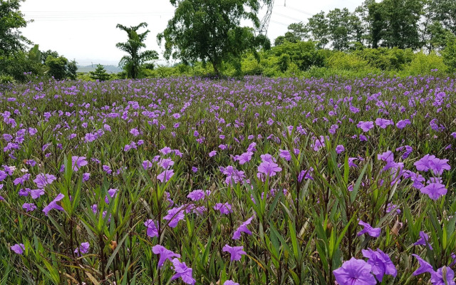 Cuc Phuong Resort and Spa