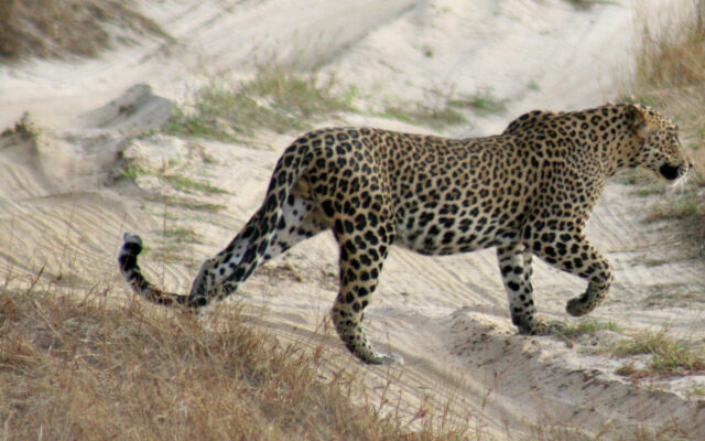 Mahoora Tented Safari Camp - Wilpattu