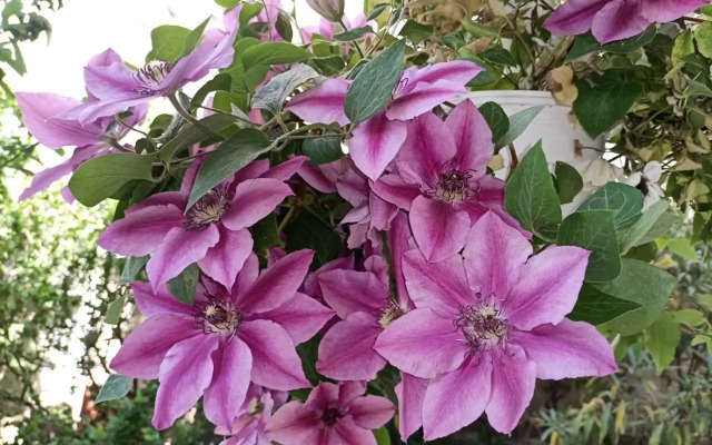 Pia's Gardenview