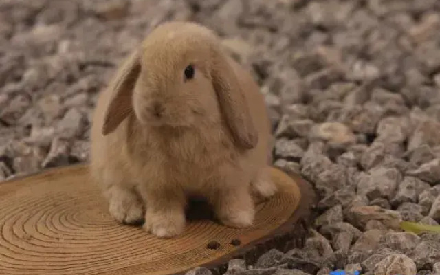 71 Manshe Homestay (Dali Ancient City Branch)