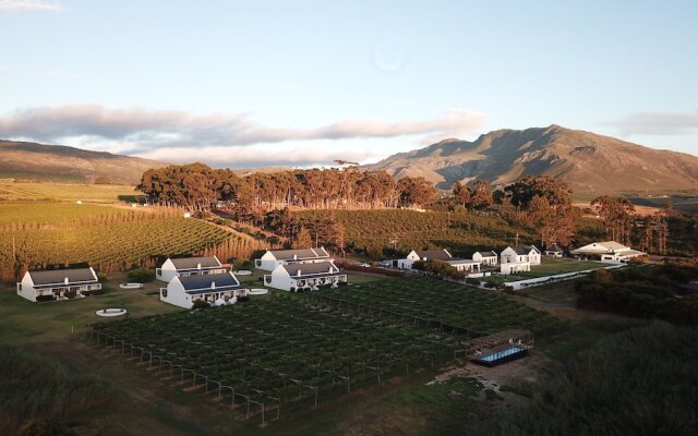 Endless Vineyards at Wildekrans Wine Estate