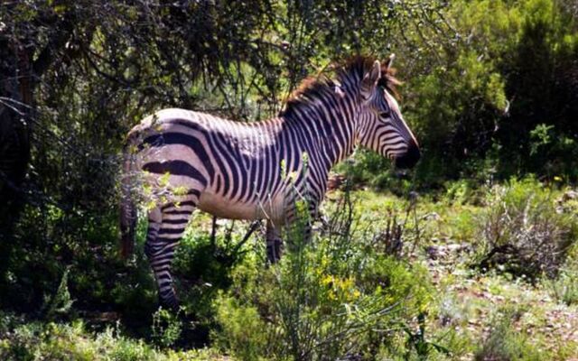 Buffelsdrift Game Lodge