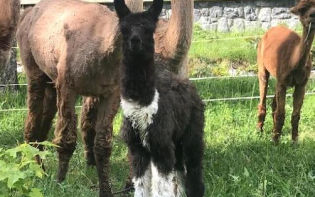 Jurte beim Lama- & Alpakahof Triesenberg