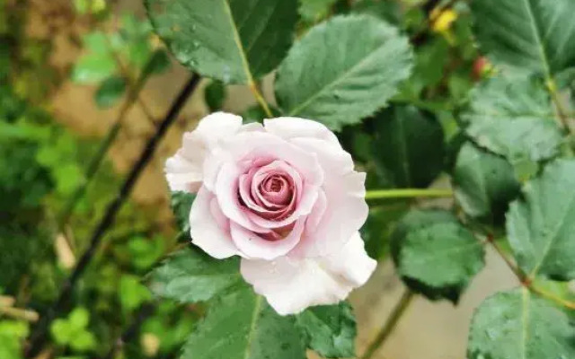 Yazhu Boutique Hostel