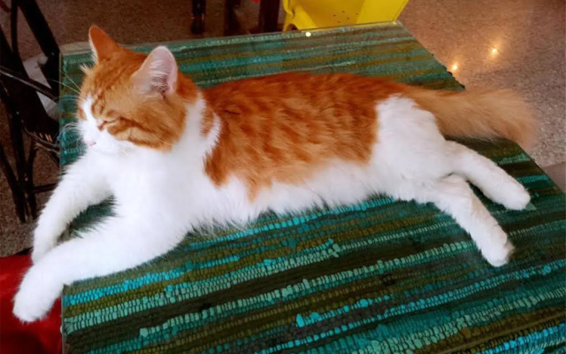meeting the cats hostel