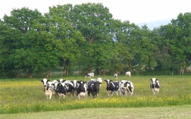 LLANGADOG