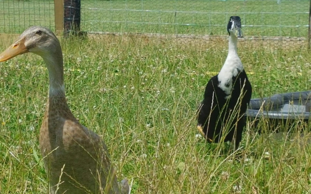 't Nieuwe Nest