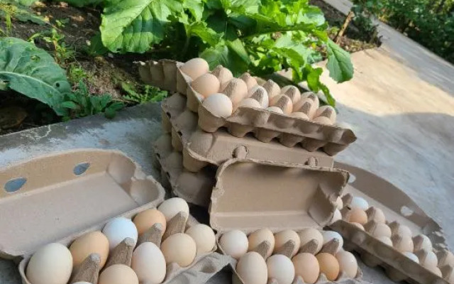 Homeland Ecological Park Homestay, Beijing