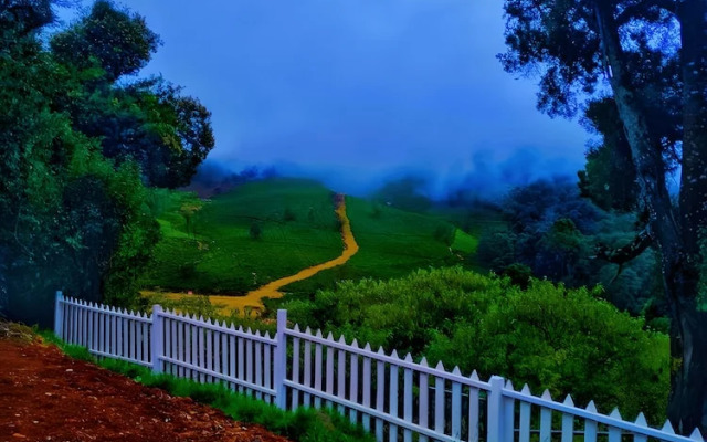 Amber by The Tamarillo