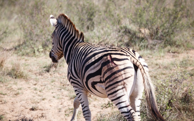 Bukela Game Lodge Amakhala Game Reserve