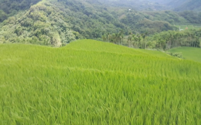 Hualien Pine