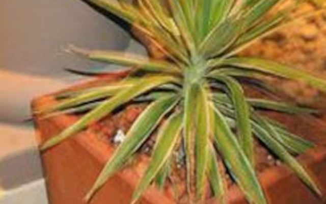 Birch Grove Guest House