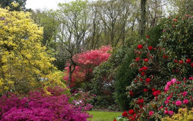 La Canopée des Pins