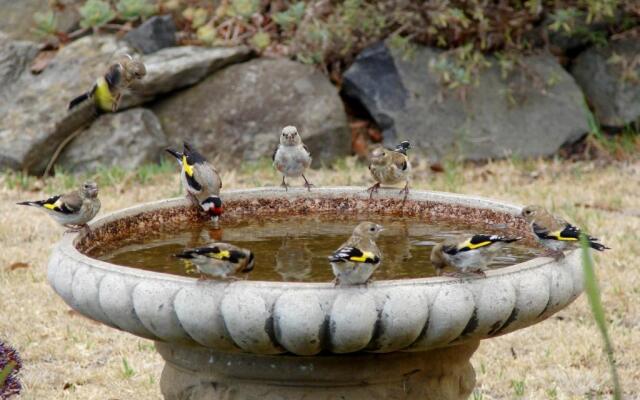 Austiny Bed and Breakfast Victor Harbor