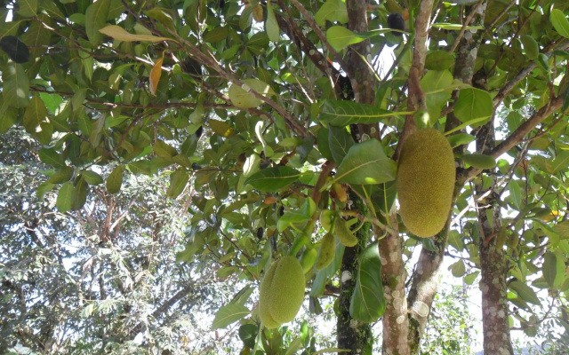 Mourada Térrea