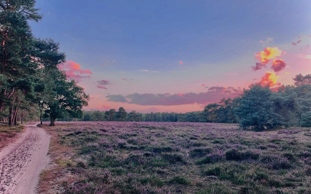 Wilde Moeflon, geniet van de vrije natuur!